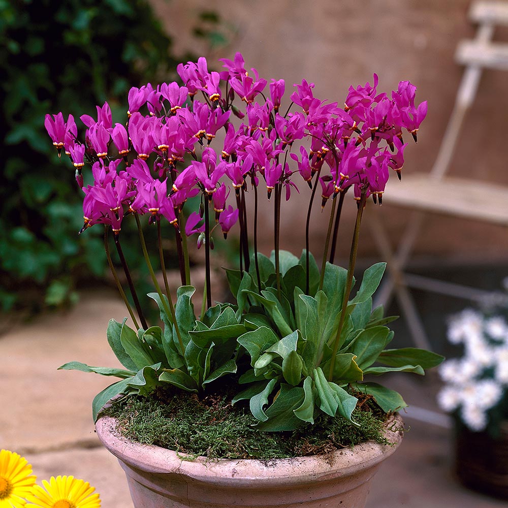 Dodecatheon pulchellum 'Red Wings'